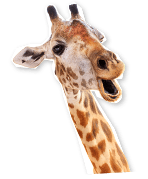 giraffe