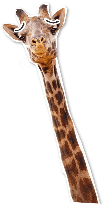 giraffe