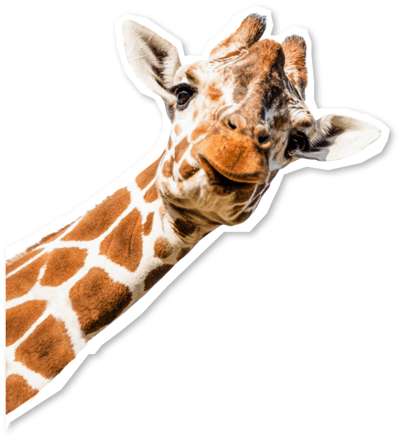 giraffe