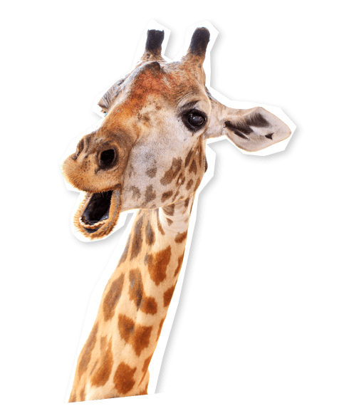 giraffe