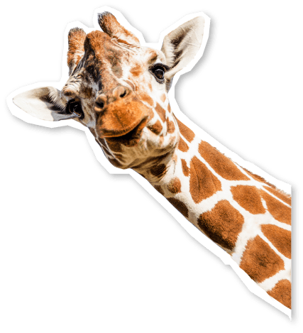 giraffe